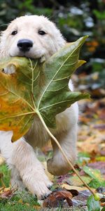 Automne,Animaux,Fuyez,Feuille,Courir,Chien,Chiot