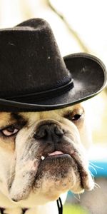 Animaux,Vue,Bouledogue,Opinion,Chapeau,Chien