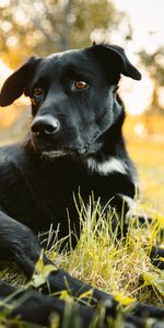 Vue,Opinion,Labrador Retriever,Animaux,Le Noir,Chien