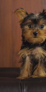 Vue,Opinion,Animaux,Yorkshire Terrier,Chiot,Chien