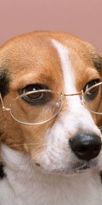 Animals,Dog,Spectacles,Glasses,Pink Background