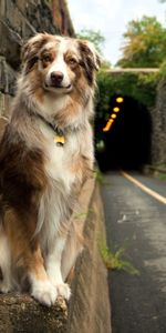 Animaux,À Pois,Boutonneux,Rue,Chien