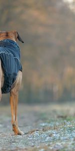 Animals,Dog,Stroll,Costume