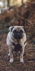 Flâner,Animaux,Promenade,Carlin,Chien