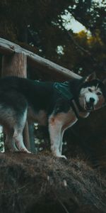 Animals,Dog,Stroll,Worth,Husky,Haska