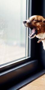 Chien,Bailler,Bâiller,Se Tenir Debout,Debout,Animaux,Une Porte,La Porte