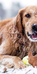 Animals,Dog,Winter,Snow