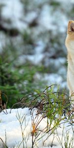 Animaux,Chiens