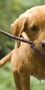 Animaux,Chiens