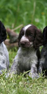 Animaux,Chiens