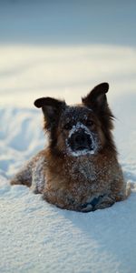 Animaux,Chiens