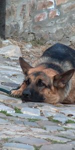 Animaux,Chiens