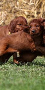 Animaux,Chiens