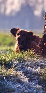 Animaux,Chiens