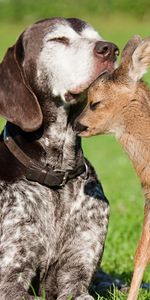 Animaux,Chiens