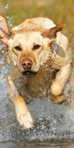 Animaux,Chiens