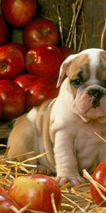 Animals,Dogs,Apples