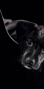 Animaux,Chiens,Photo Artistique