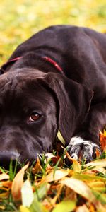 Chiens,Animaux,Automne