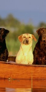 Animaux,Chiens,Bateaux