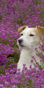 Animals,Dogs,Flowers