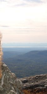 Animaux,Chiens,Paysage