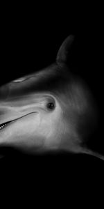 Animals,Dolfins