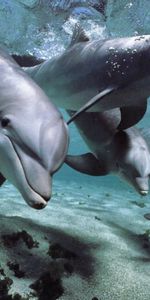 Animaux,Dauphins