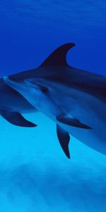 Animals,Dolfins