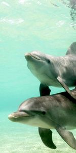 Animals,Dolfins