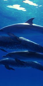 Animals,Dolfins