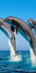 Animals,Dolfins