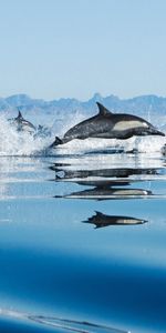 Animals,Dolfins