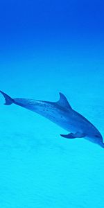 Animals,Dolfins