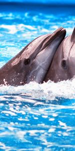 Animals,Dolfins