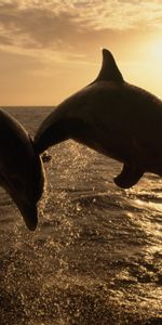 Animals,Dolfins