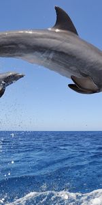 Animals,Dolfins