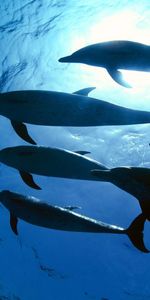 Animals,Dolfins