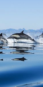 Animals,Dolfins