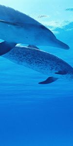 Animals,Dolfins