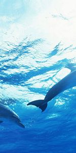 Animals,Dolfins