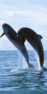 Animales,Delfines