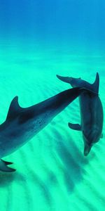 Animales,Delfines