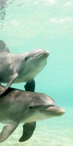 Animals,Dolfins