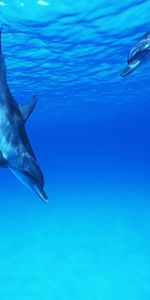 Animals,Dolfins