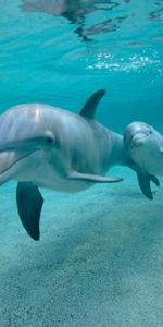 Animales,Delfines