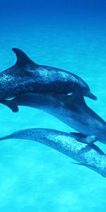 Animales,Delfines