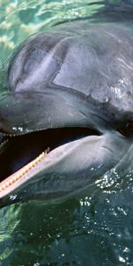 Animales,Delfines