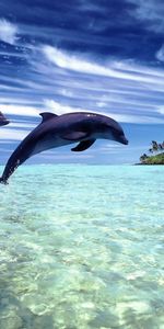 Animales,Delfines