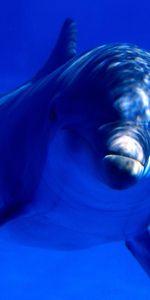 Animals,Dolfins